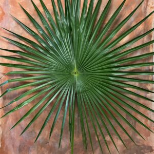 Fresh Fan Palm